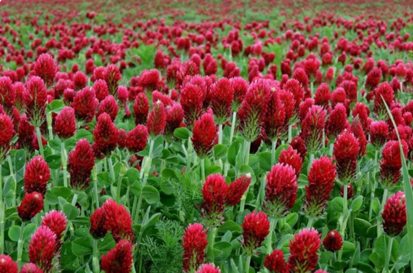 Red Clover Flower