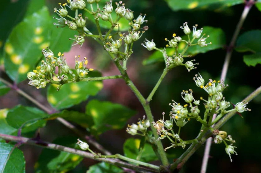 Prickly Ash Bark