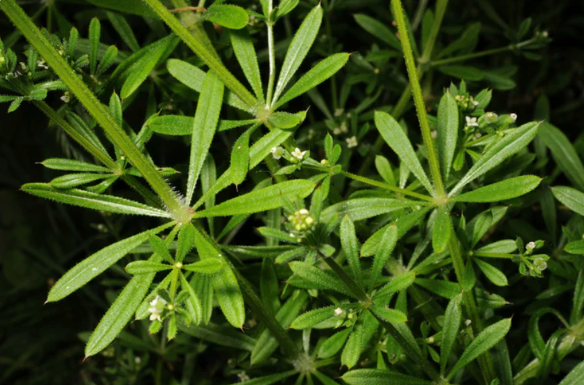 Cleavers